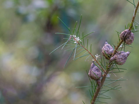 Wallumatta Loop Trail - Accommodation Directory 0