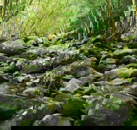 Wodi Wodi Walking Track - Accommodation Directory