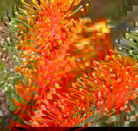 Wongan Hills Wildflowers - Accommodation Directory