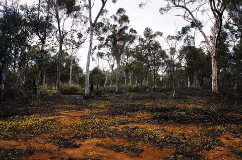 Woylie Walk, Dryandra Woodland - Accommodation Directory 0
