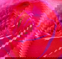 Abandon Stress Mobile Massage - Accommodation Directory