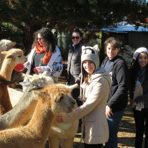 Alpaca Farm Experience At Crookwell - Accommodation Directory 2