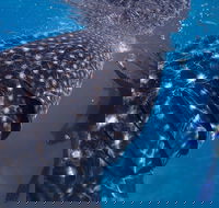 Coastal Water Dive - Accommodation Directory