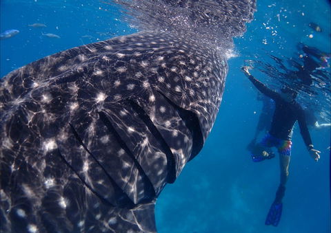 Coastal Water Dive - Accommodation Directory 0