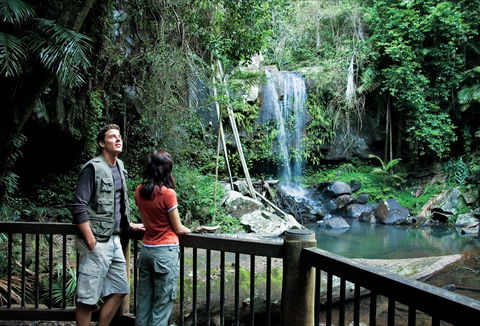 Curtis Falls Track, Tamborine National Park - Accommodation Directory 0