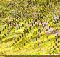 Davies Creek Mountain Bike Park - Accommodation Directory