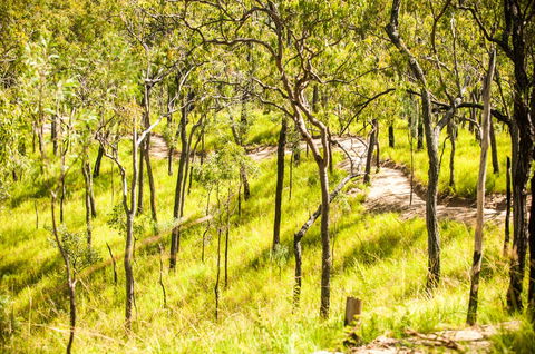 Davies Creek Mountain Bike Park - Accommodation Directory 0