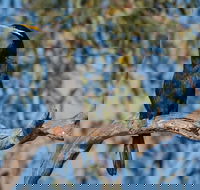 Greenough River Nature Trail - Accommodation Directory