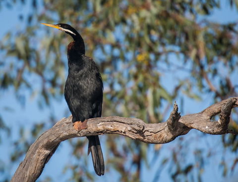 Greenough River Nature Trail - Accommodation Directory 0