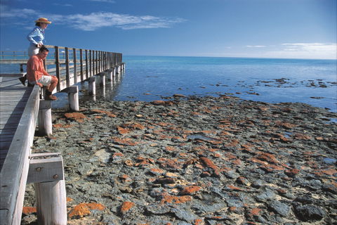 Hamelin Pool Stromatolites - Accommodation Directory 0