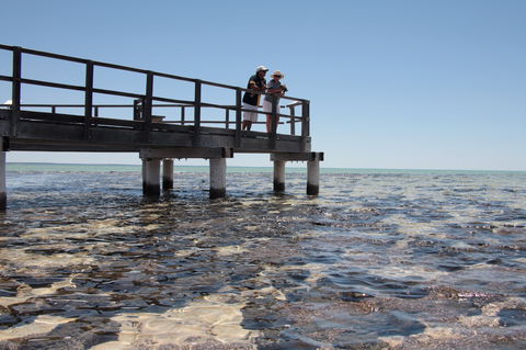 Hamelin Pool Stromatolites - Accommodation Directory 1