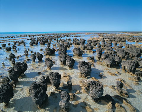 Hamelin Pool Stromatolites - Accommodation Directory 2