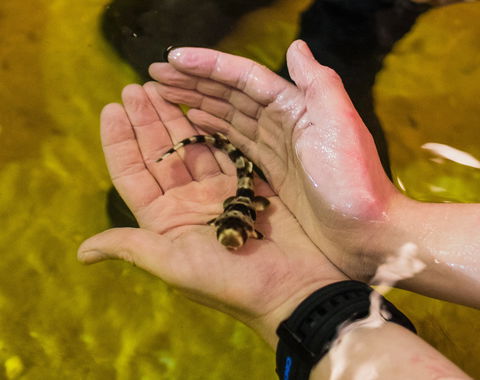 Irukandji Shark And Ray Encounters - Accommodation Directory 0