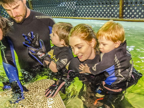 Irukandji Shark And Ray Encounters - Accommodation Directory 1