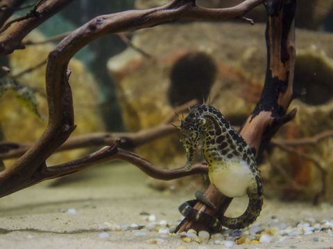 Irukandji Shark And Ray Encounters - Accommodation Directory 2