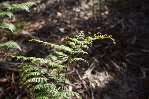 Langwarrin Flora And Fauna Reserve Walking Trails - Accommodation Directory 0
