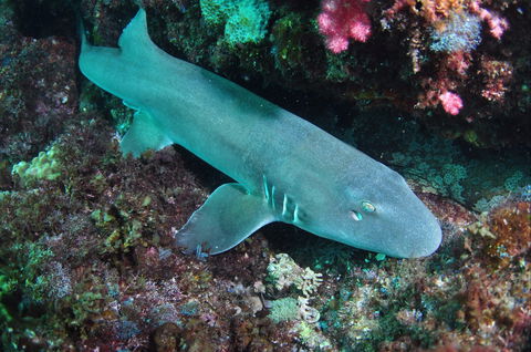 Middle Reef Dive Site - Accommodation Directory 0