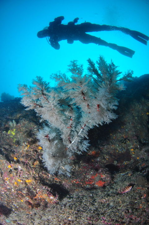 Middle Reef Dive Site - Accommodation Directory 1