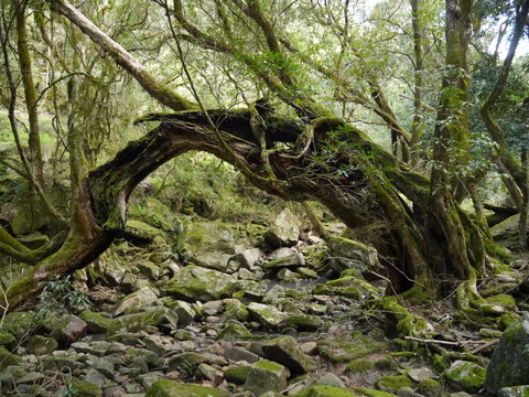 Mitchell River Walking Track - Accommodation Directory 0