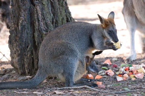 Wirrimbirra Sanctuary - Accommodation Directory 0