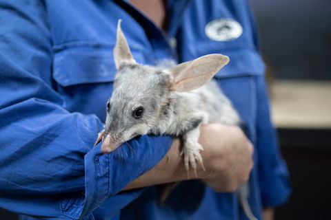 9 Day Outback Adventure - Accommodation Directory 0