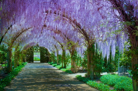 Alowyn Gardens And Nursery - Accommodation Directory 0