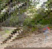 Cawleys Road trail - Accommodation Directory