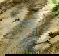 Darling Downs Zoo - Accommodation Directory