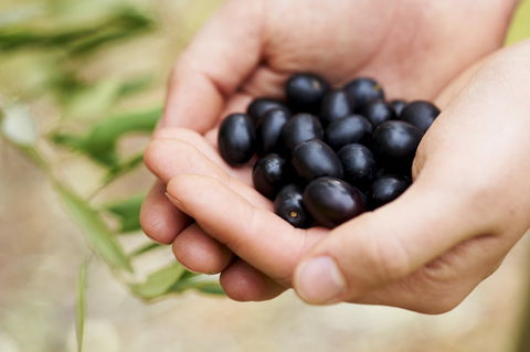 Eat, Pick, Grow Trail - Wanneroo And Chittering - Accommodation Directory 0