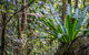 Great North Walk - Palm Grove Nature Reserve - thumb 0