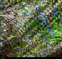 Great North walk - Palm Grove Nature Reserve - Accommodation Directory