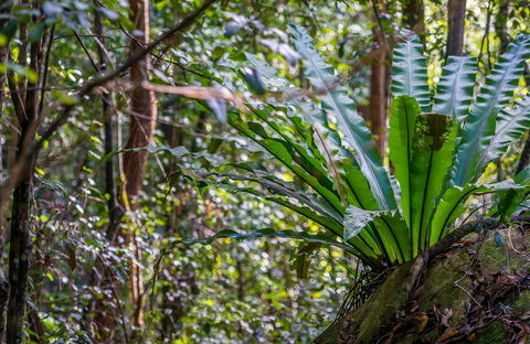 Great North Walk - Palm Grove Nature Reserve - Accommodation Directory 0