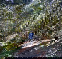 Lyrebird Circuit Walk - Accommodation Directory
