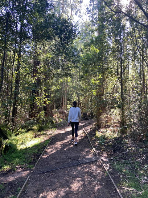 Lyrebird Circuit Walk - Accommodation Directory 0