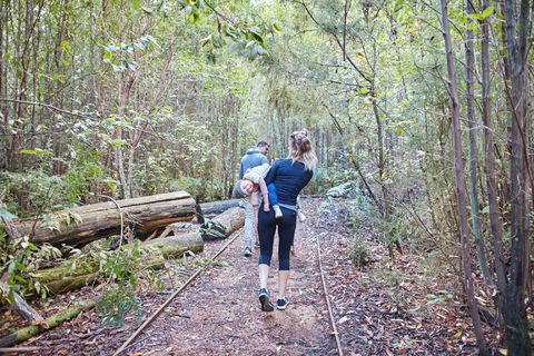 Lyrebird Circuit Walk - Accommodation Directory 1