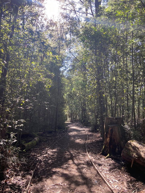 Lyrebird Circuit Walk - Accommodation Directory 2