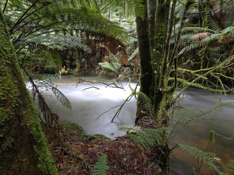 Marriotts Falls And Junee Caves - Accommodation Directory 0