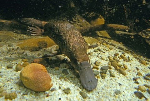 Platypus Pool - Accommodation Directory 0