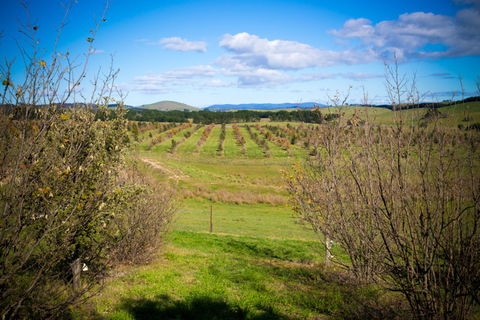 Tarago Truffles - Accommodation Directory 0