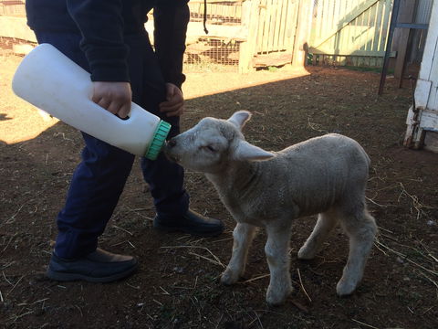 Taralga Wildlife Park - Accommodation Directory 0