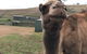 Taralga Wildlife Park - thumb 1
