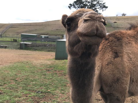 Taralga Wildlife Park - Accommodation Directory 1