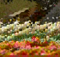 Tulip Top Gardens - Accommodation Directory