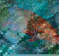 Cobia Hole Dive Site - Accommodation Directory