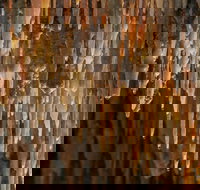 Mulwaree Cave - Accommodation Directory