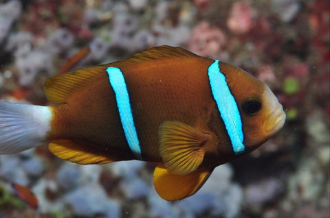 Nursery Reef - Accommodation Directory 0