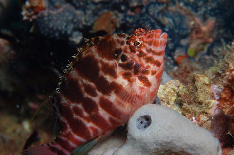 Nursery Reef - Accommodation Directory 1