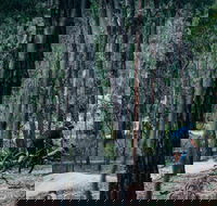 Old Tambo Downhill Mountain Bike Track - Accommodation Directory
