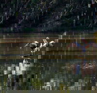 Seaham Swamp Nature Reserve - Accommodation Directory
