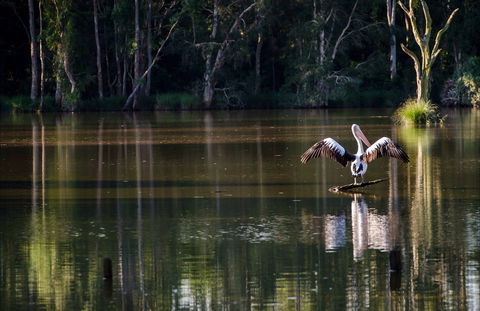 Seaham Swamp Nature Reserve - Accommodation Directory 0